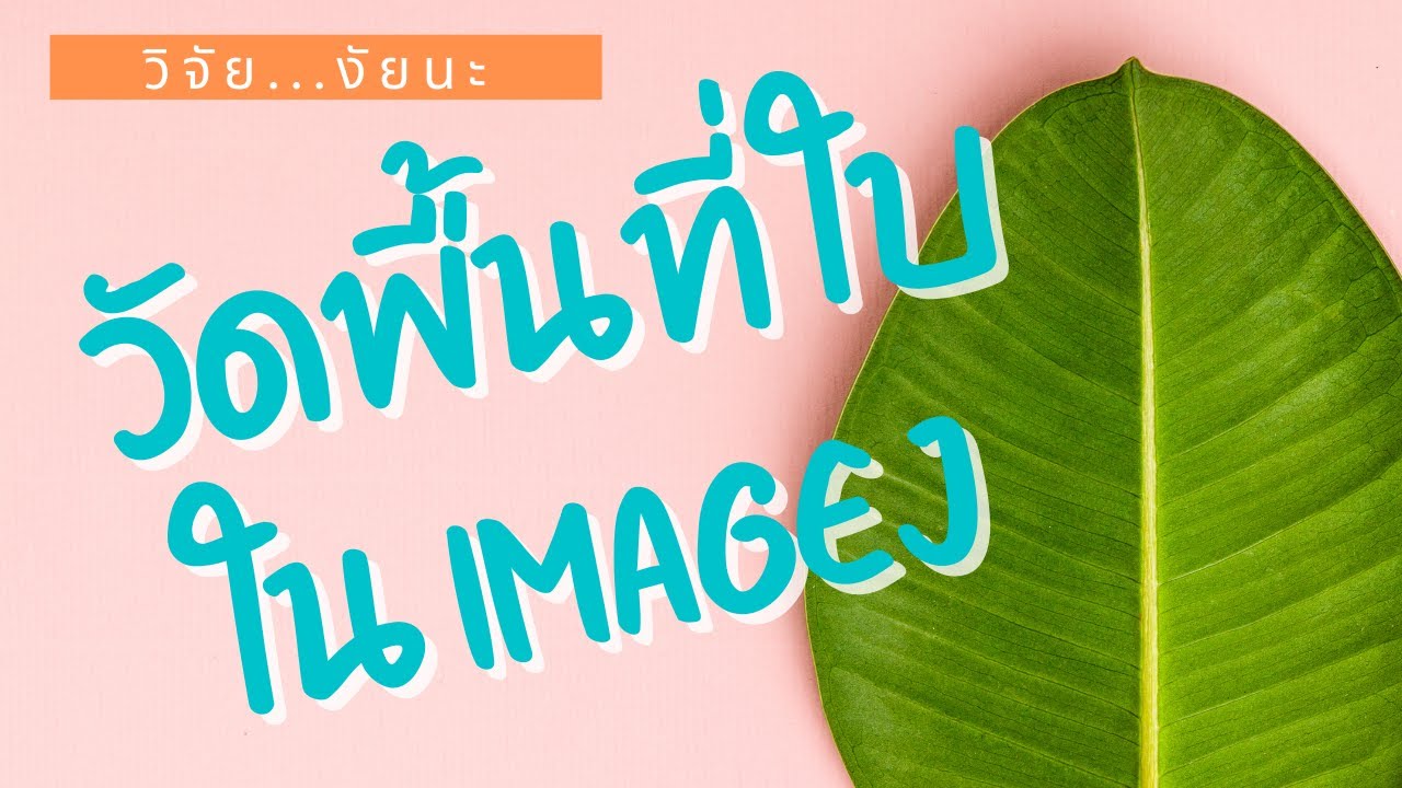 [วิจัย...งัยนะ] วัดพื้นที่ใบจากภาพด้วย ImageJ