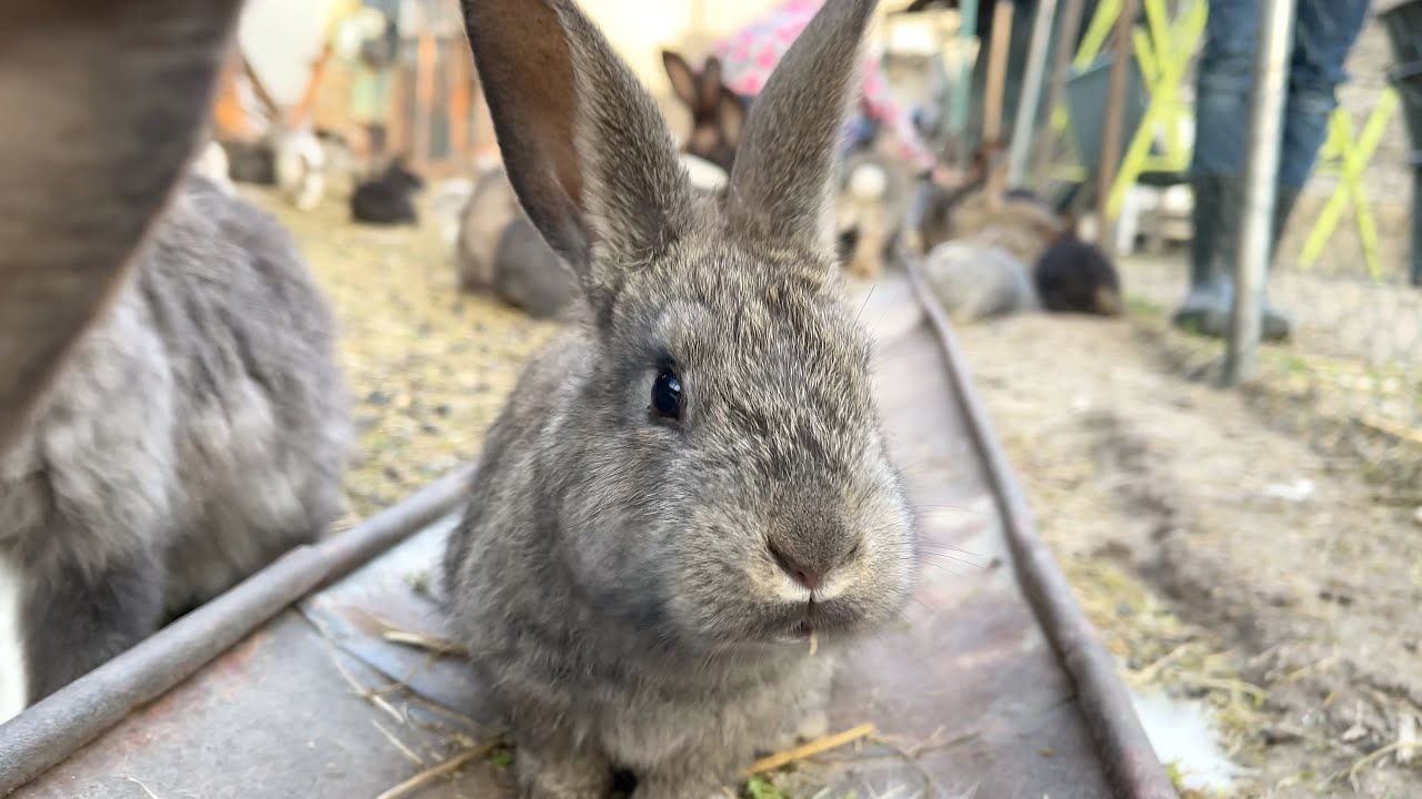 Ny&uacute;lfarm - nyuszik &eacute;s nyulak 🐰❤️🐰