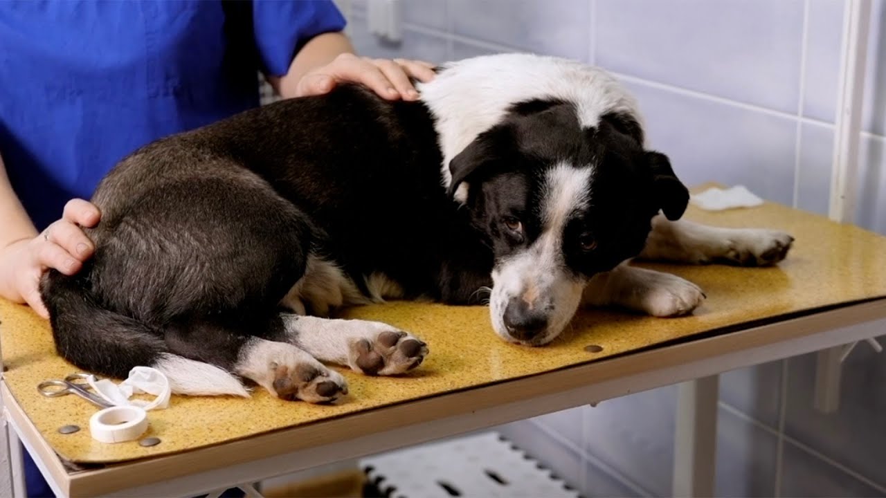 Gebitsproblemen bij honden en katten.