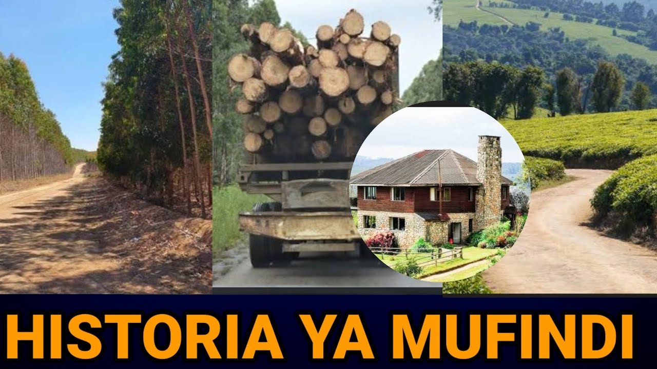 HISTORIA YA WILAYA YA MUFINDI  na CHANZO CHA UTAJIRI WA MITI 