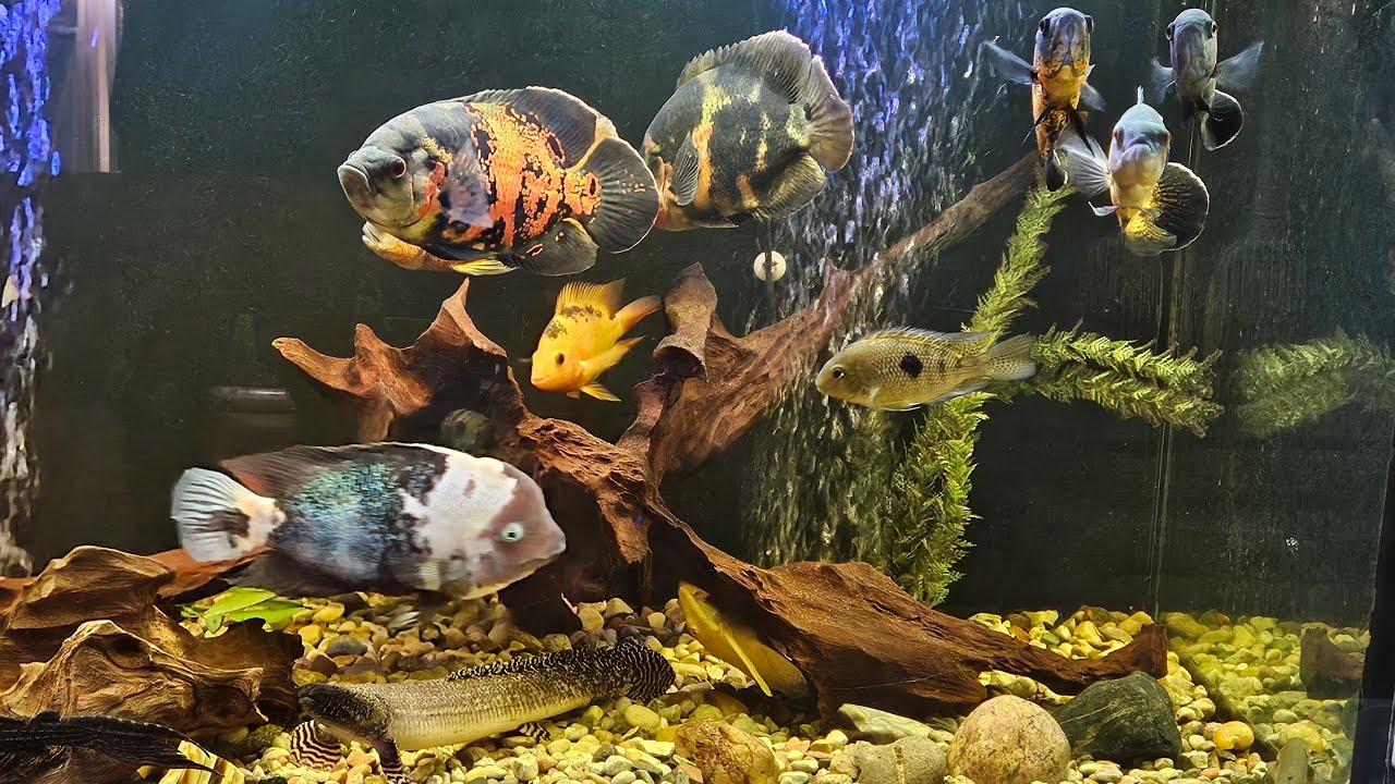 Aquarium feeding frenzy! 🐠