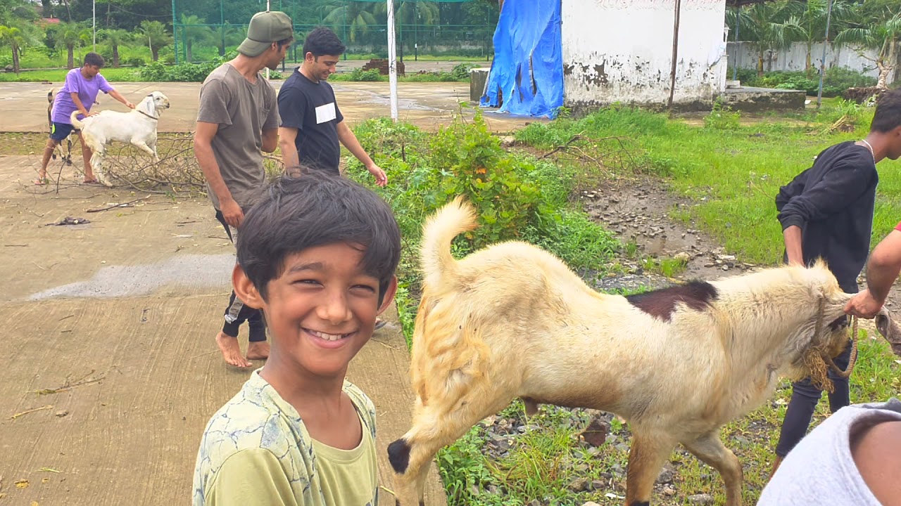 FULL AATANK ANDUL GOATS IN TAKOLI