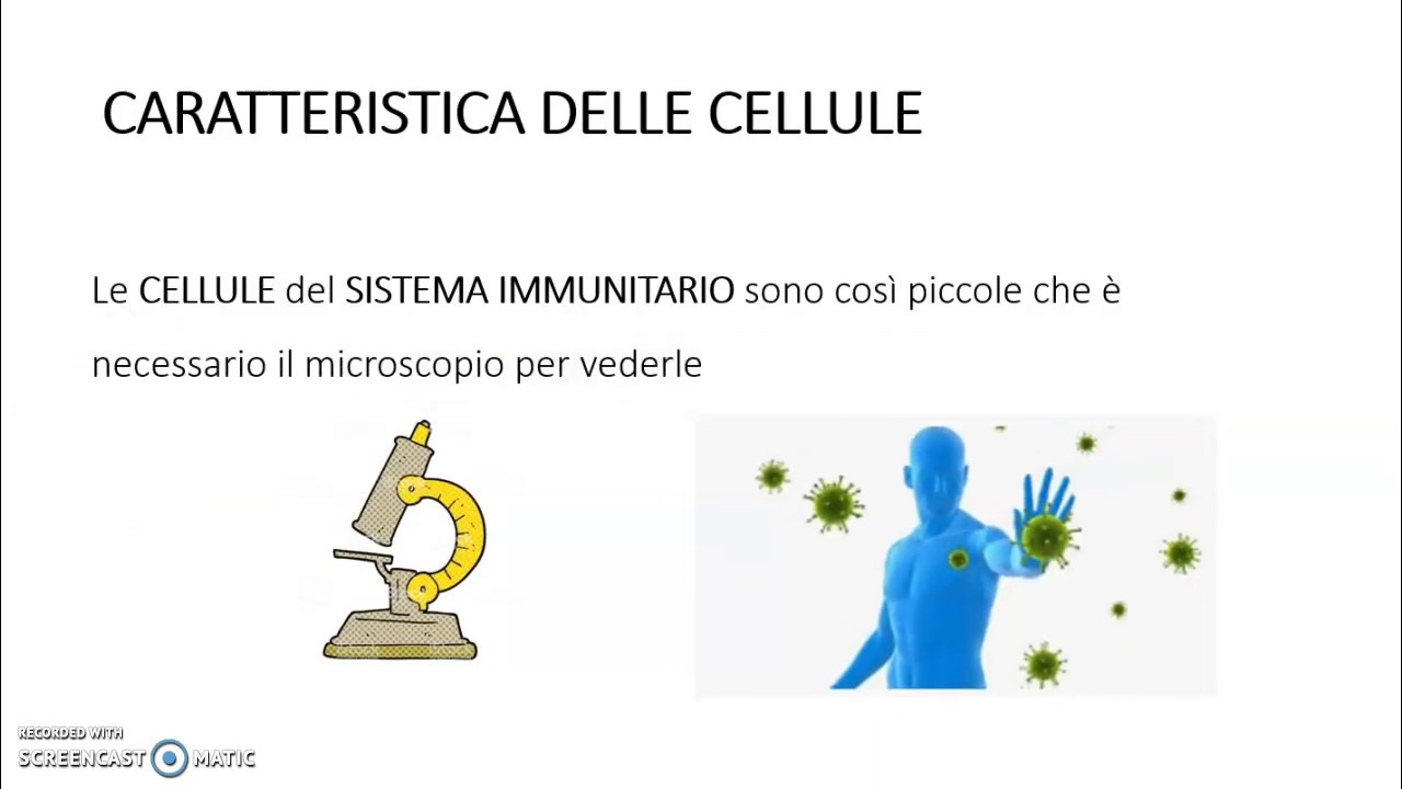 Approfondimenti di scienze: il sistema immunitario (Clotilde L. V.)