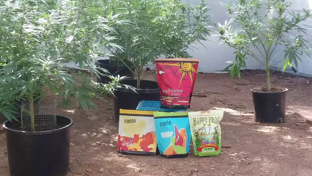 How I'm Using Organic Dry Amendments! In full detail!! 😍 #organic #outdoorgrow #indoorgrow