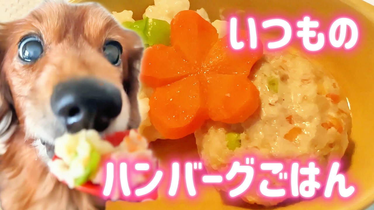 【シニア犬ごはん】週に2〜3回作る、豆腐と鶏のやさしいハンバーグ｜15歳ダックス