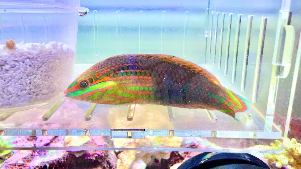 New Addition: Red-Lined Wrasse