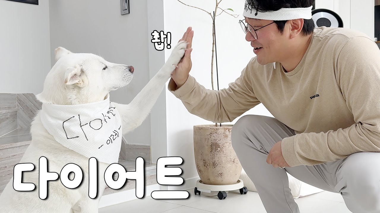절대 살 안 찐다던 진돗개가 살이 찐 이유ㅣ이레의 다이어트 도전기!