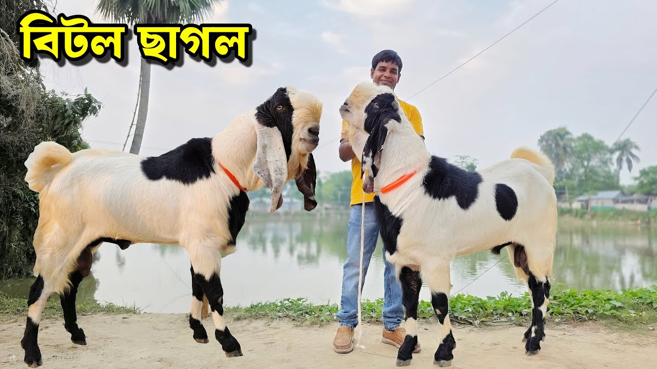 হান্নান ভাই এর বিটল তোতা হরিয়ানা ও সেরা মানের ক্রস ছাগলের কালেকশন Beetal Goat