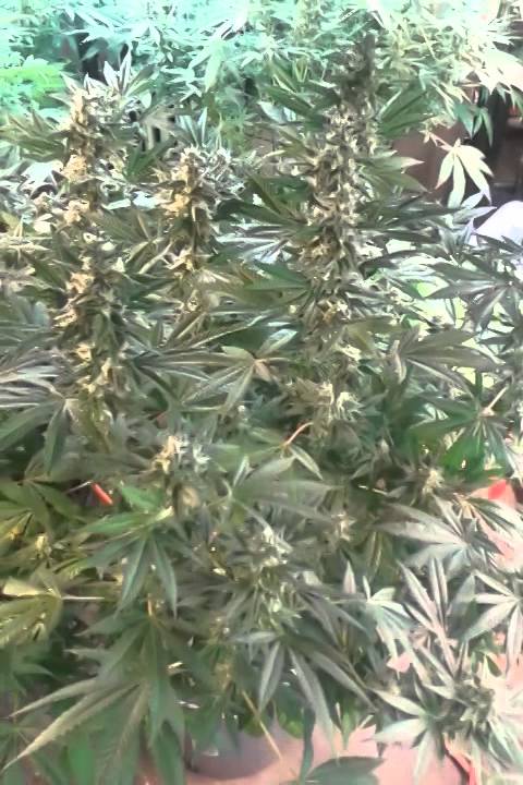 day 41 induction light medical cannabis garden