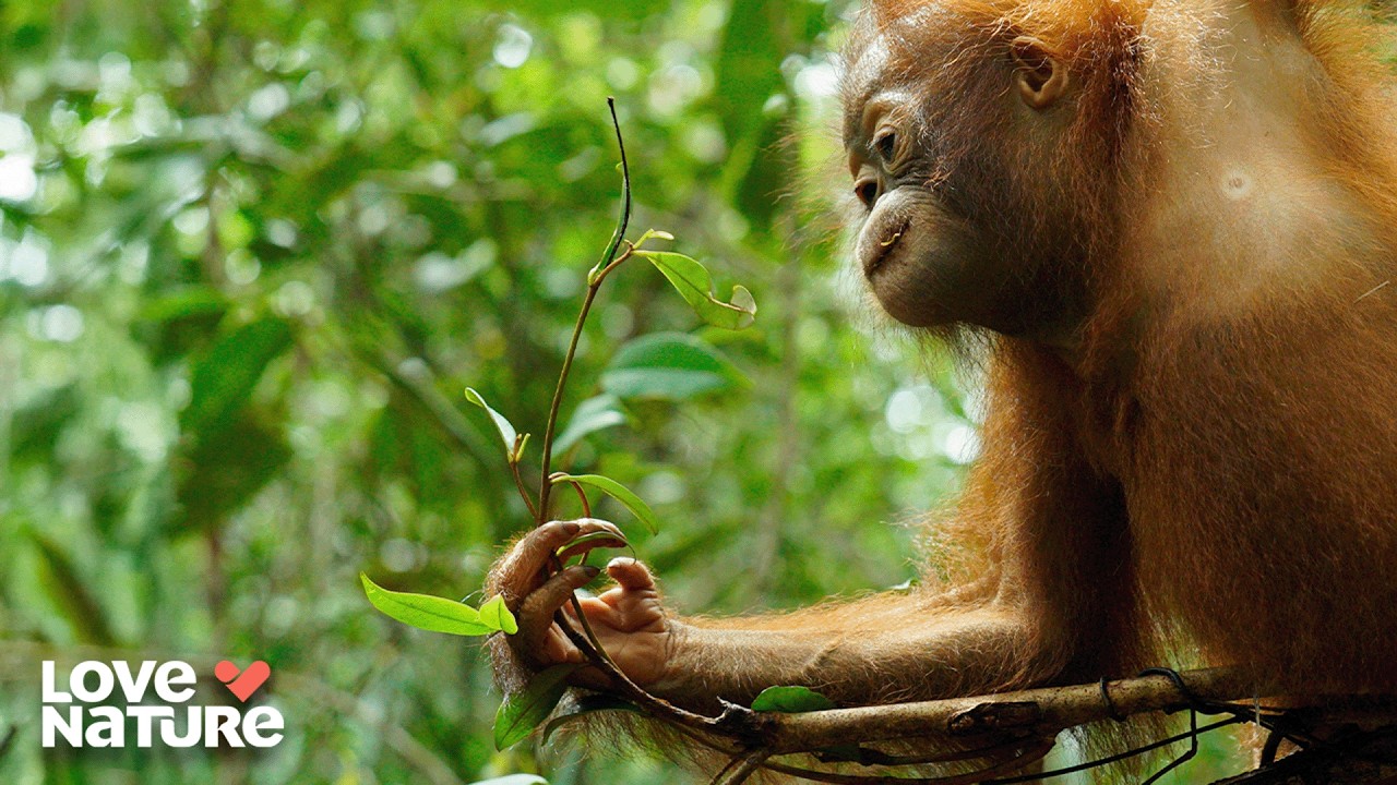 Orangutan Beni Gets Bullied Again | Orangutan Jungle School 105