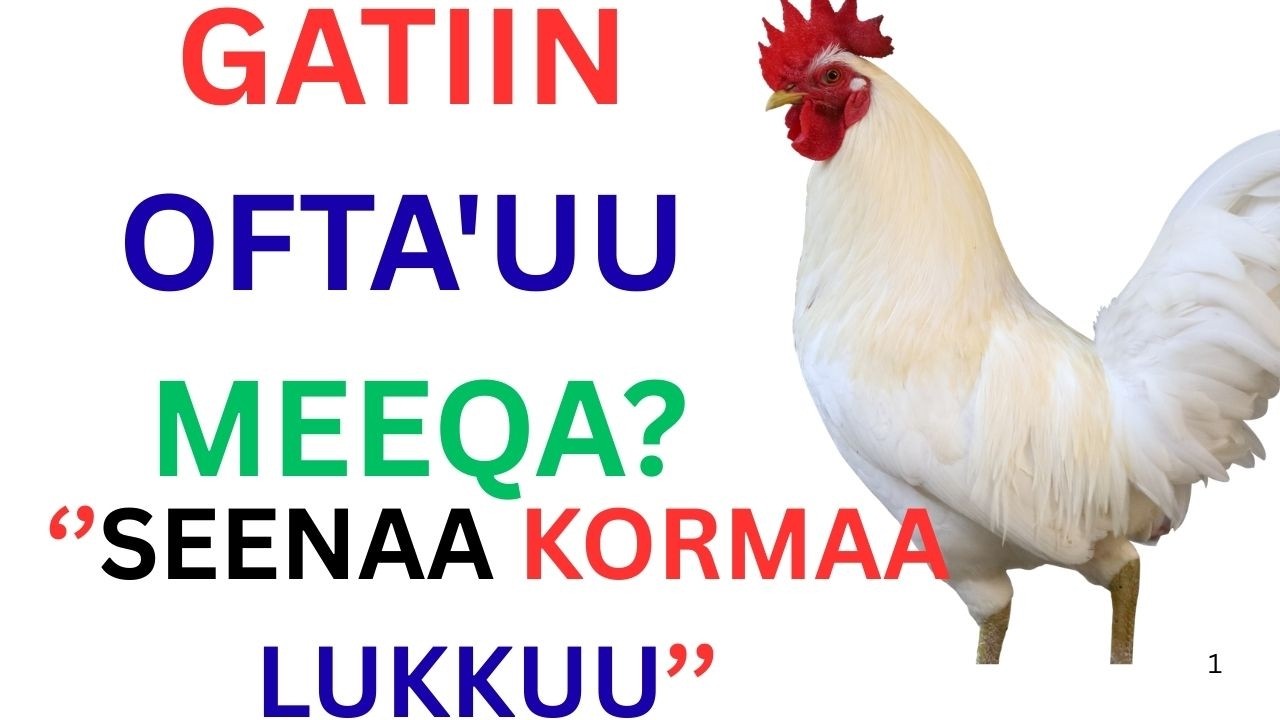 GATIIN OFTA'UU MEEQA?//SEENAA KORMAA LUKKUU/#hawwineettube/#Ispirationalvideo/Self-confidence worth