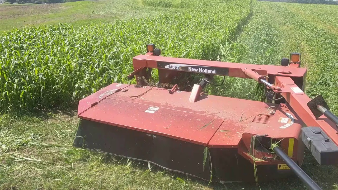 Cutting Sudan grass.