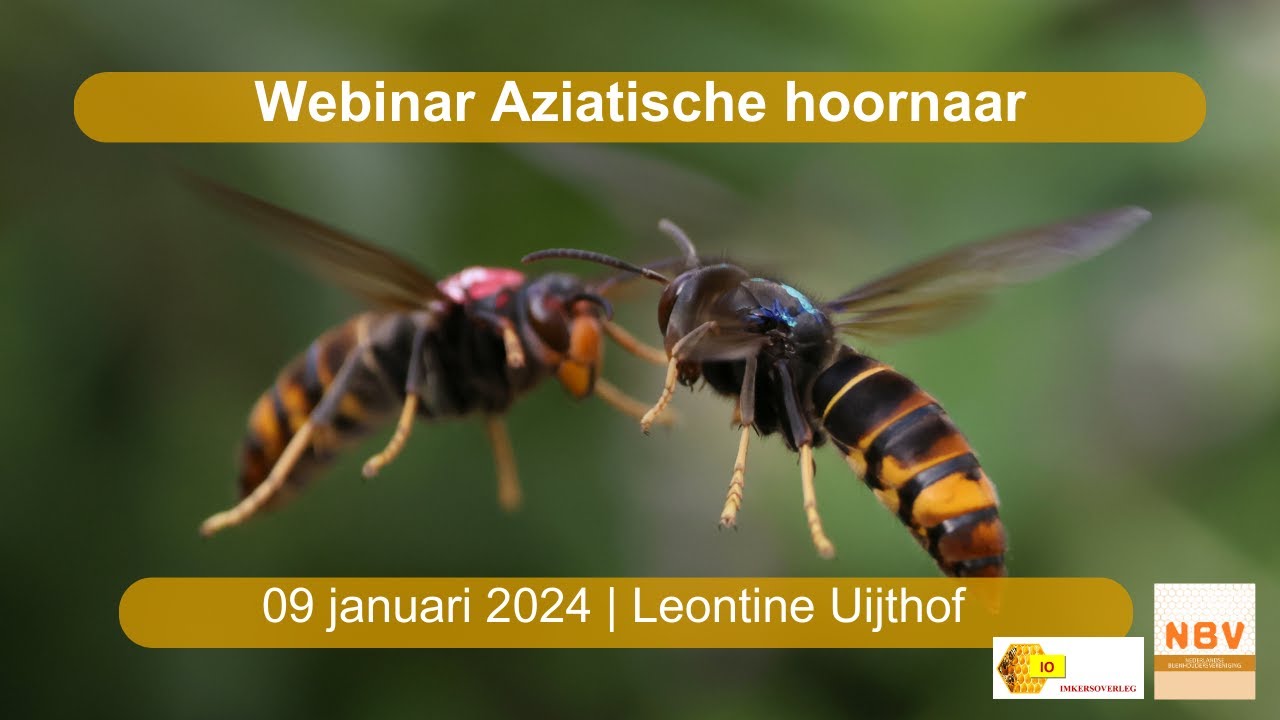 Webinar Aziatische hoornaar 09 januari 2024 -1