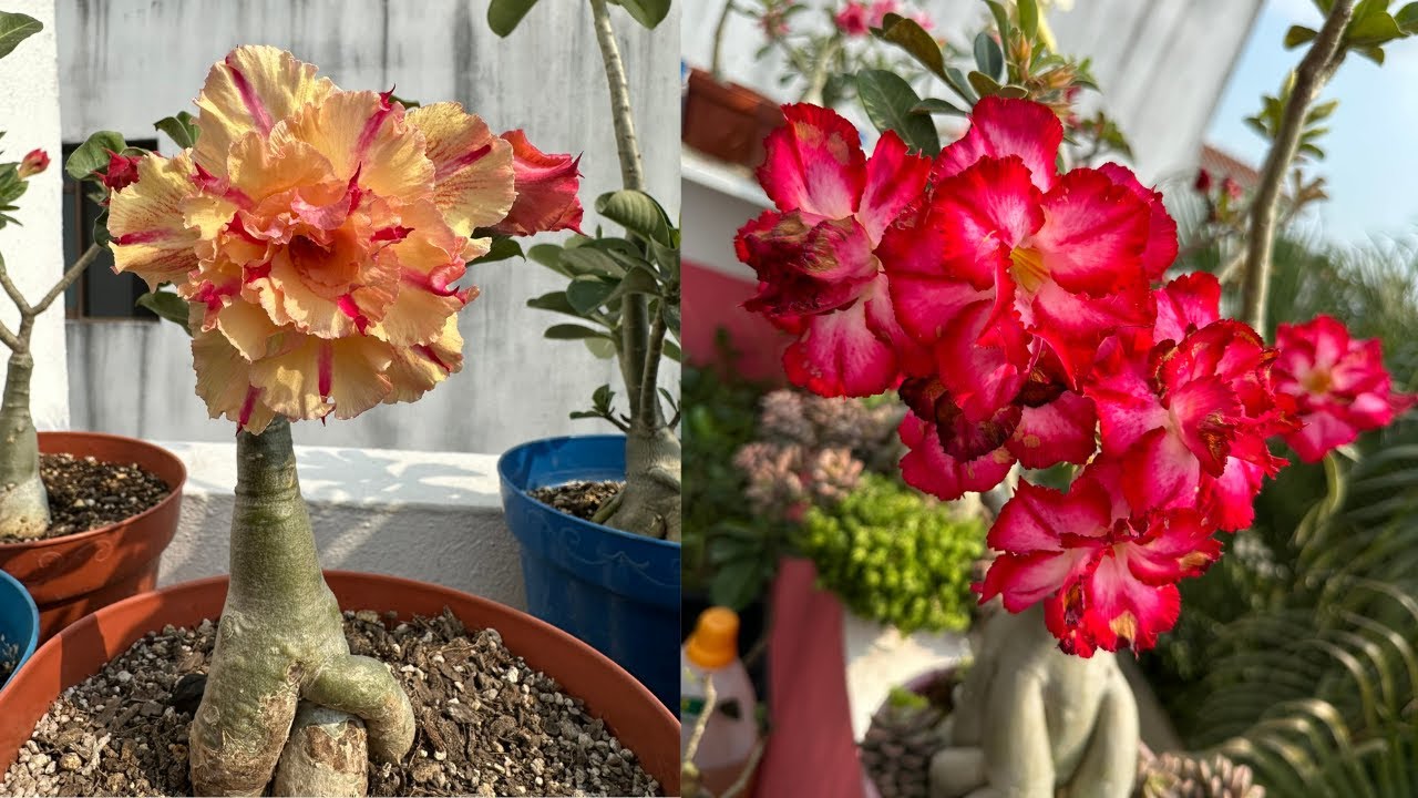 Un tours por mi jardin