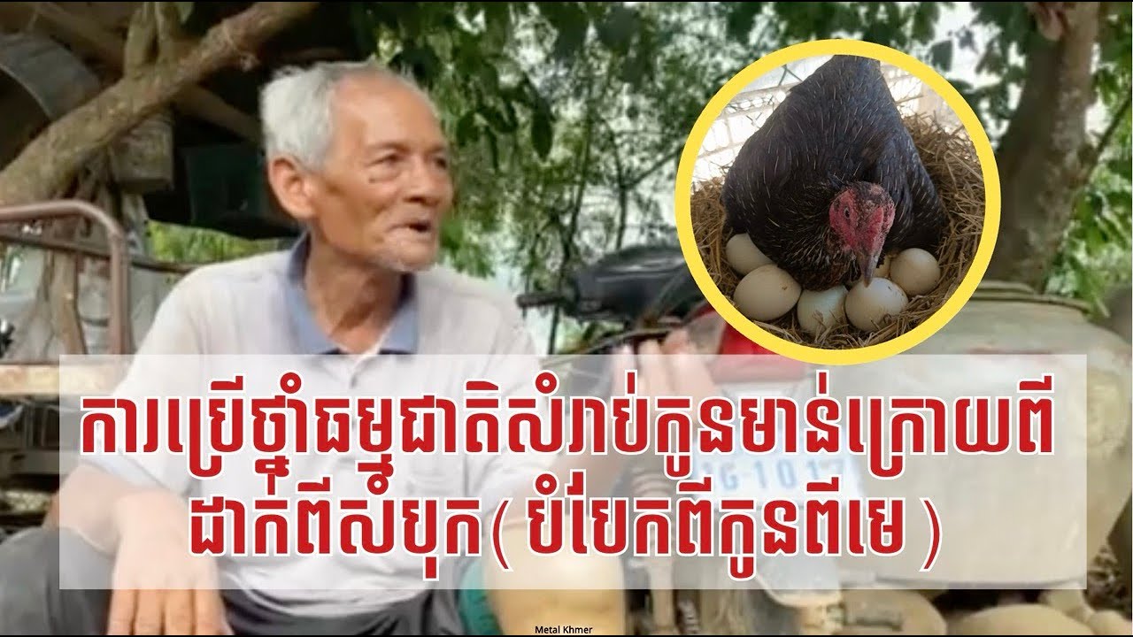 ការប្រើថ្នាំធម្មជាតិសំរាប់កូនមាន់ក្រោយពីដាក់ពីសំបុក(បំបែកពីកូនពីមេ)