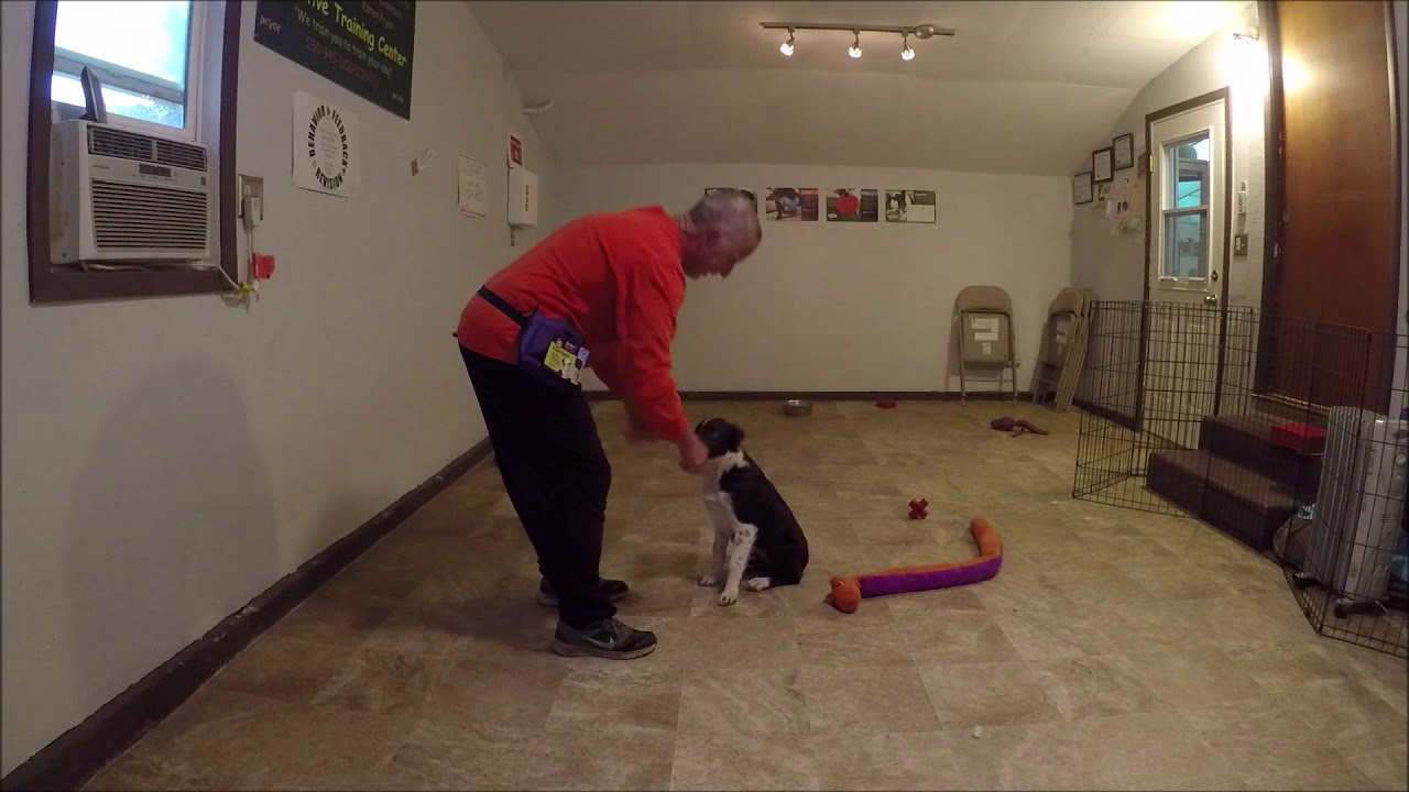 Border Collie Puppy Clicker Training