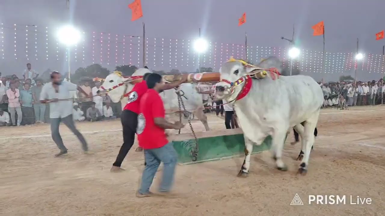 కాసన్నేని రాజా చౌదరి గారు &వల్లభనేని మోహన్ రావు 🥇 3332.1 (Jr.అభయంత్ & ఉగ్రతేజ)|  నాదెండ్ల