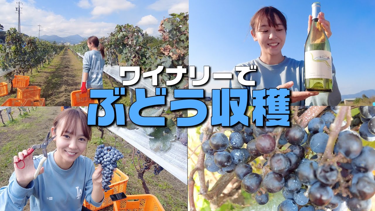 【収穫】ワイナリーのぶどう畑をお手伝い！
