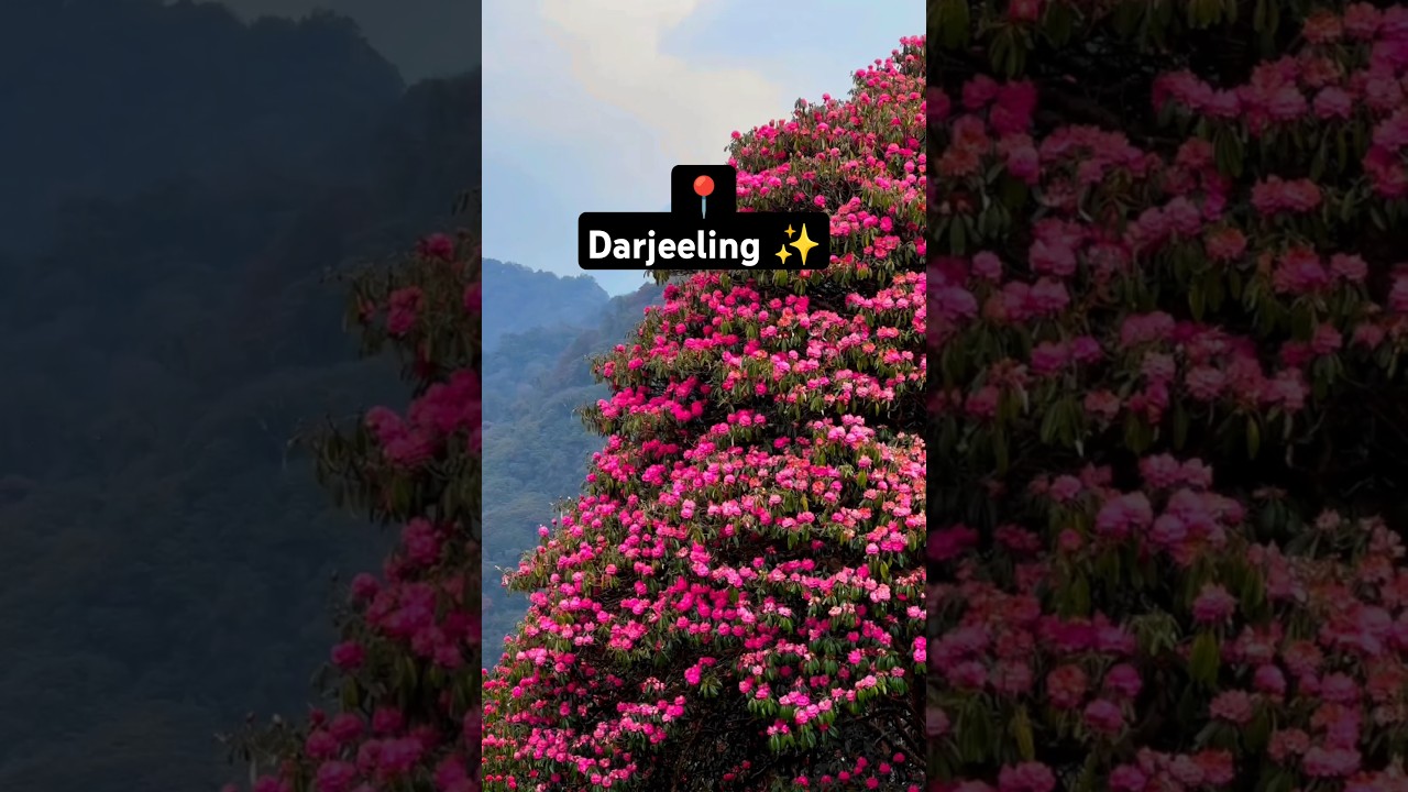 Darjeeling ✨ #dailyvlog #explore #fyp #viralvideo #youtubeshorts #mountains #sitong #instagram