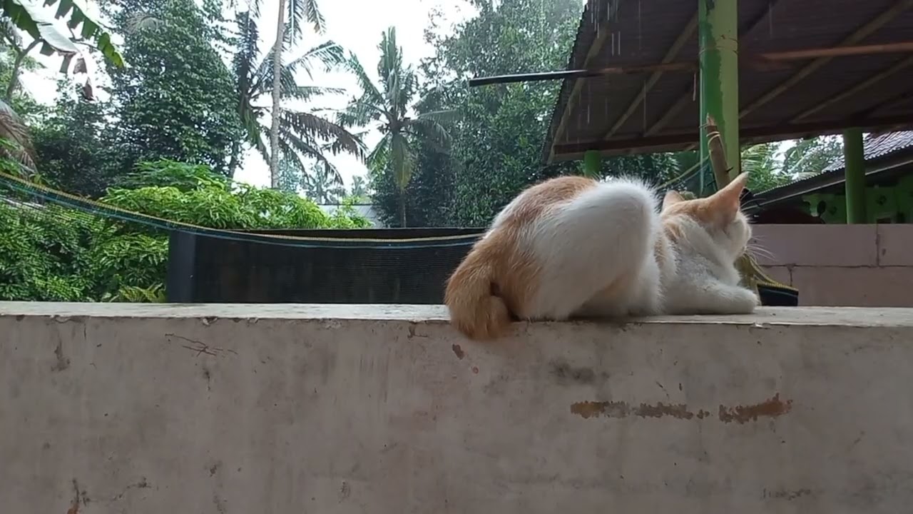 Cat in the Rain – Quiet Moment