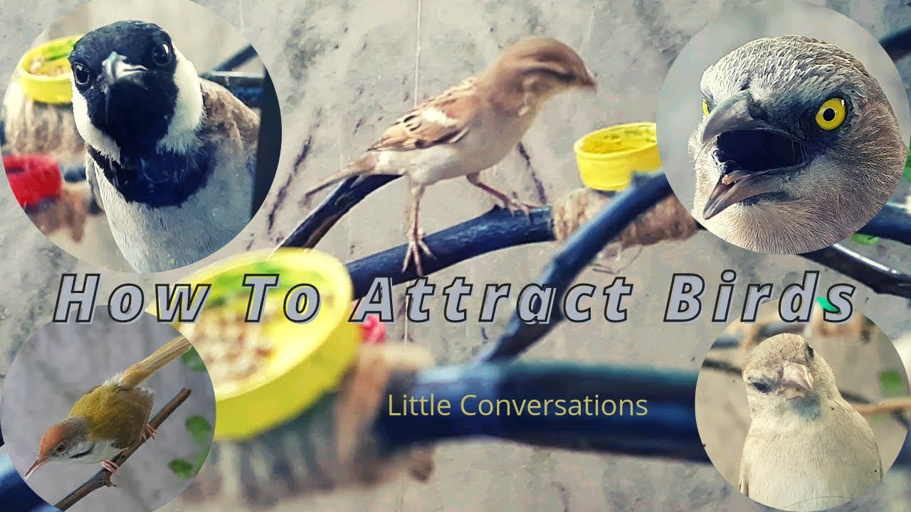 How To Attract Birds | How To Make Cheapest Bird Stand | Birds In My House | Little Conversations