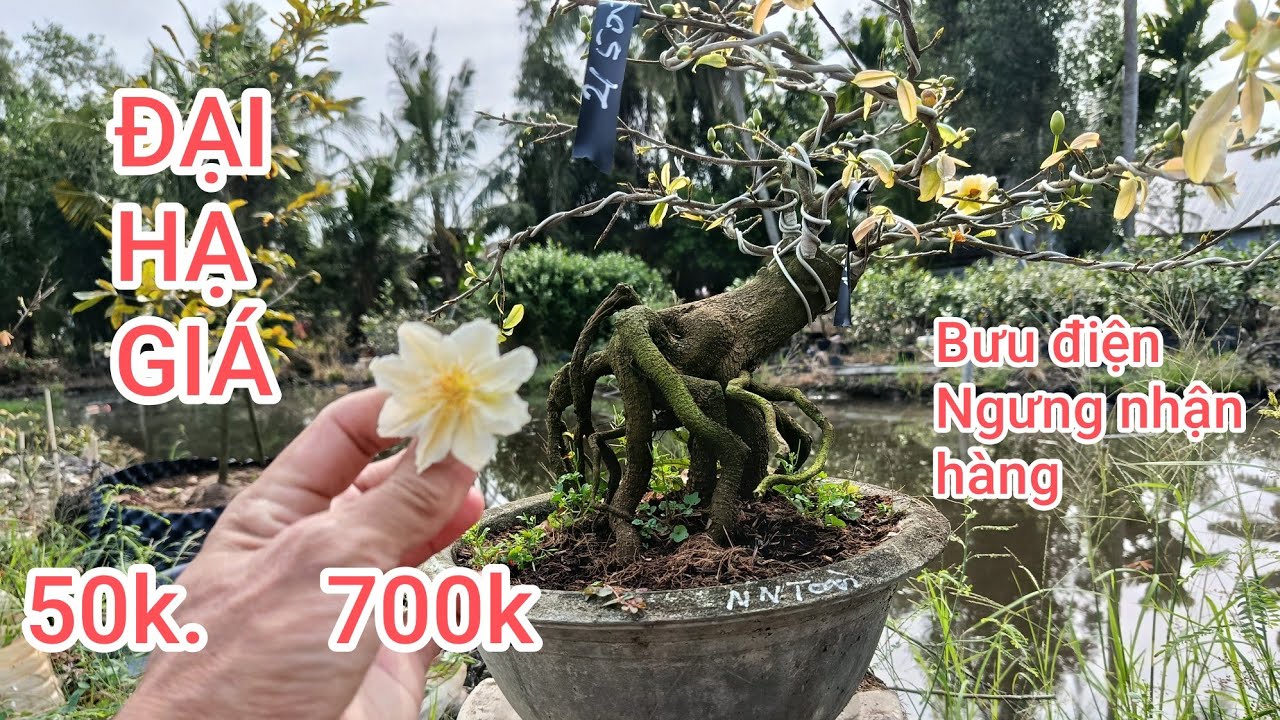 Thanh lý 5 giống mai chơi tết. ĐT 0767.233.171. Thầy Kính. Ngây 6/2/2026
