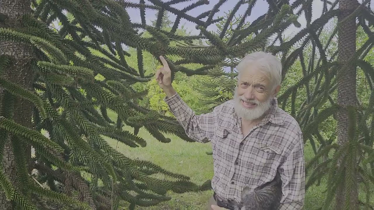 The Monkey Puzzle Tree | An Ancient Species with Jurassic Adaptations and Delicious Nuts