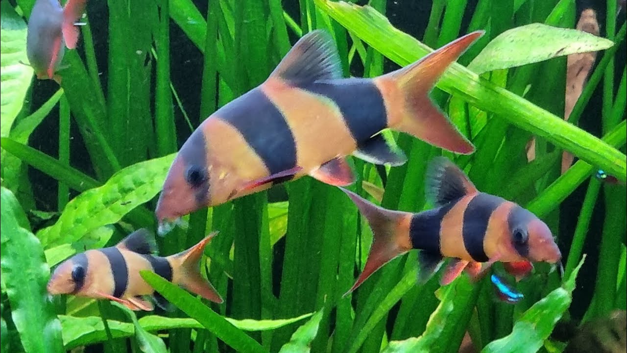 CLOWN LOACHES - Adorable WATER PIGS for your AQUARIUM!