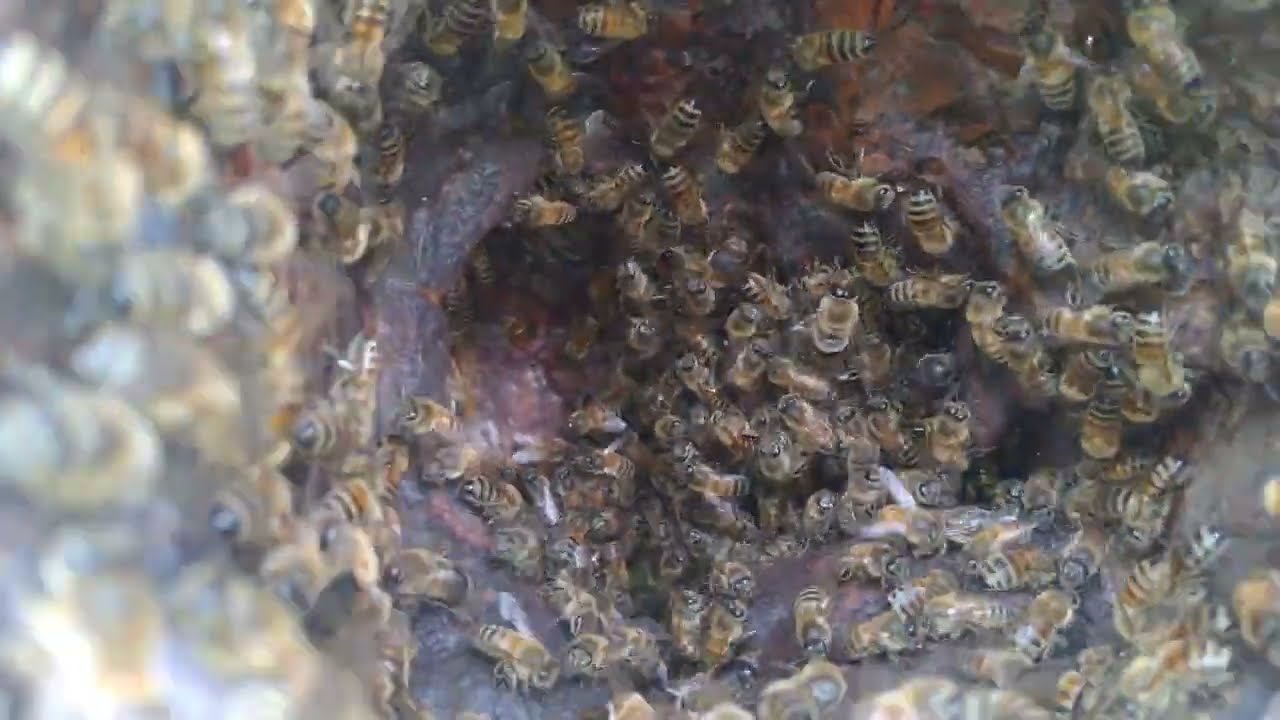 Il prossimo recupero di uno sciame d'api!