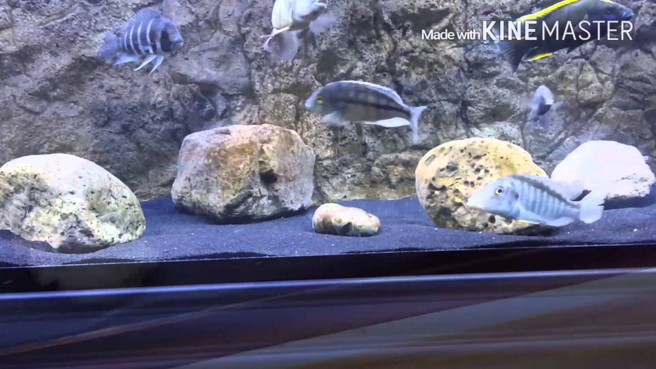 South East Cichlids...the complete buying experience