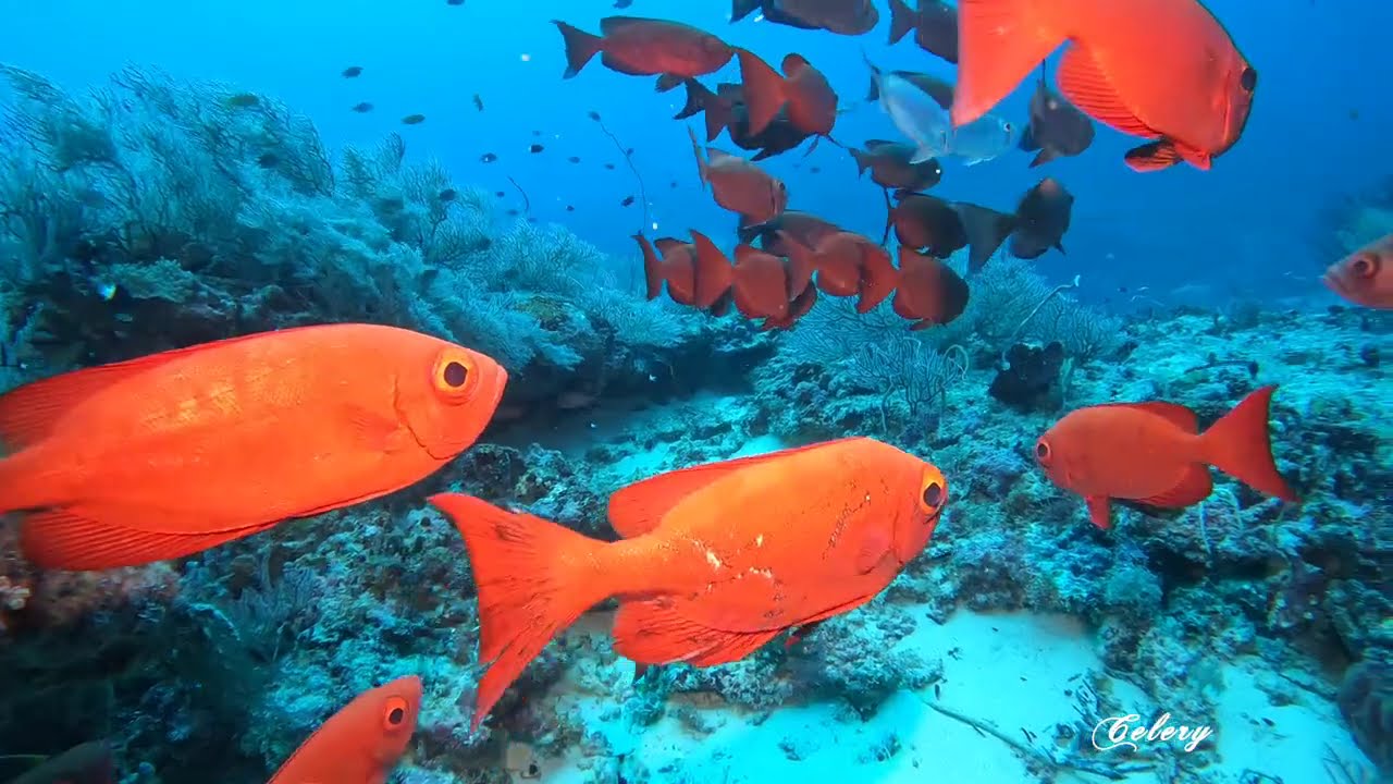 DIVE IN MARATUA2025