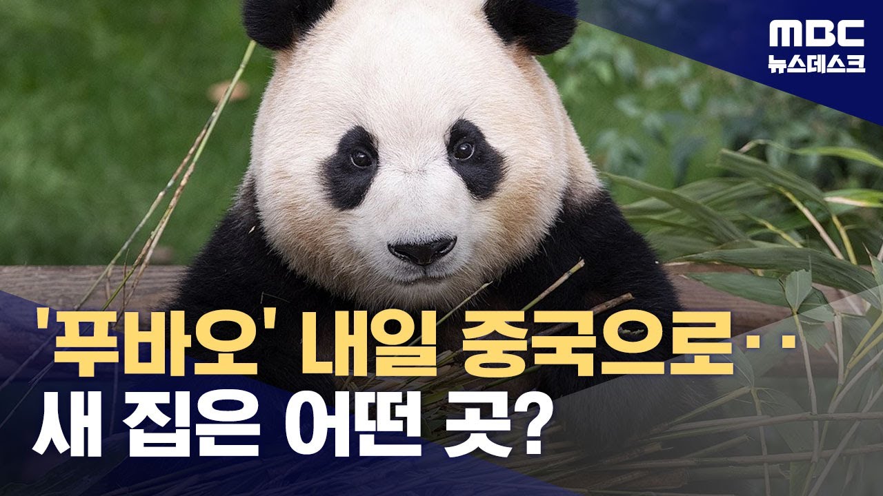 중국 가는 '용인 푸씨' 푸바오‥새 집은 어떤 곳? (2024.04.02/뉴스데스크/MBC)