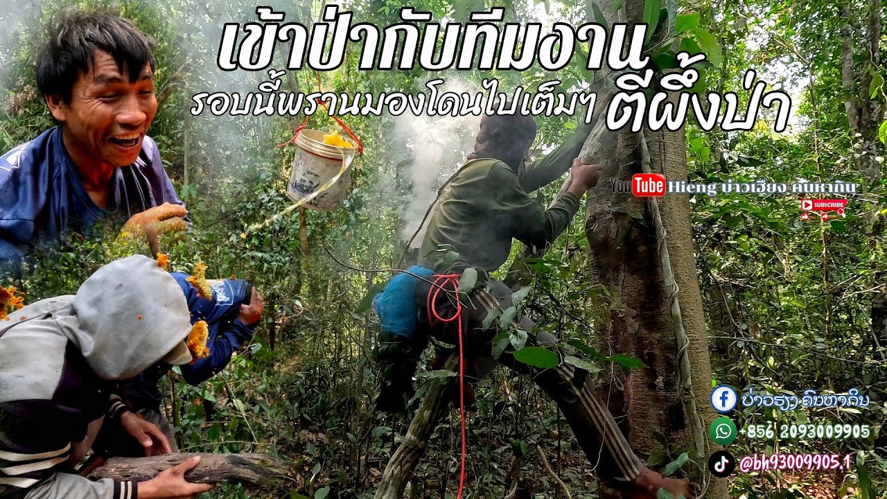 เข้าป่ากับทีมงานตีผึ้งป่ากลางทาง//ເຂົ້າປ່າກັບທີມງານຕີເຜີ້ງປ່າກາງທາງ Hieng บ่าวเฮียง คนหากิน