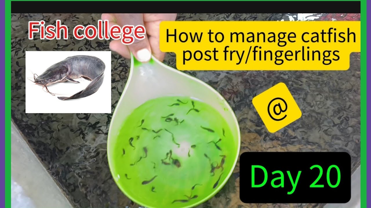 20days Old Cat fish post fry/ fingerlings management for effective growth with zero mortality/stress