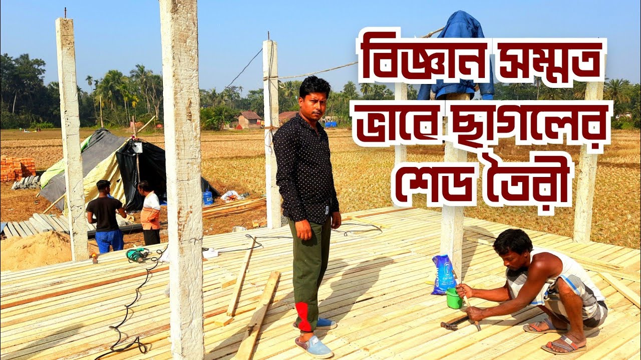 Commercial Goat Farming Shed | বাণিজ্যিক ছাগলের খামার