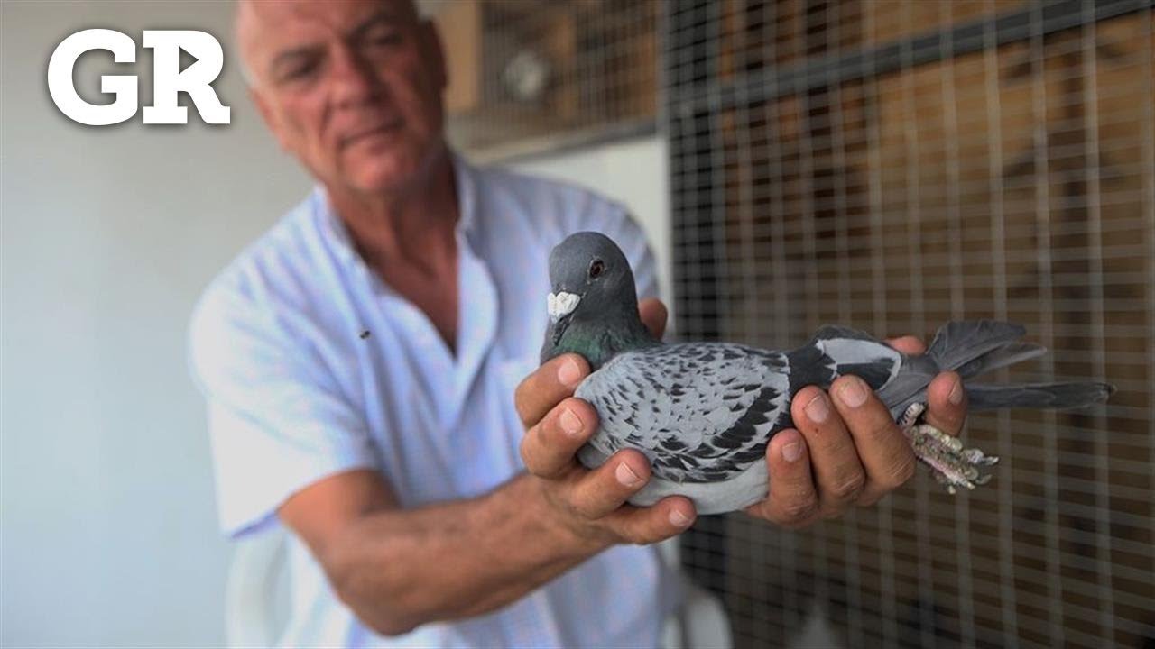 ¿Cómo adiestran a las palomas mensajeras?
