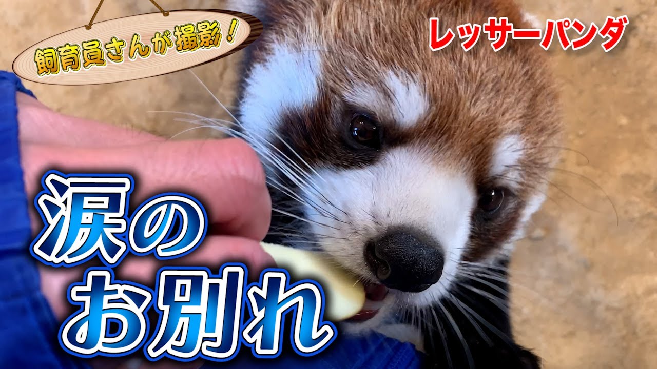 レッサーパンダのピースケ 生まれ育った動物園から卒業（Red panda）