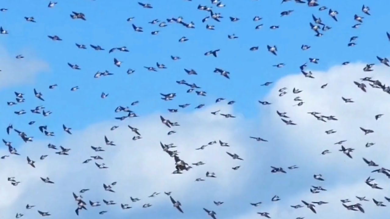 Tree swallow birds flying | Flock | Call sounds