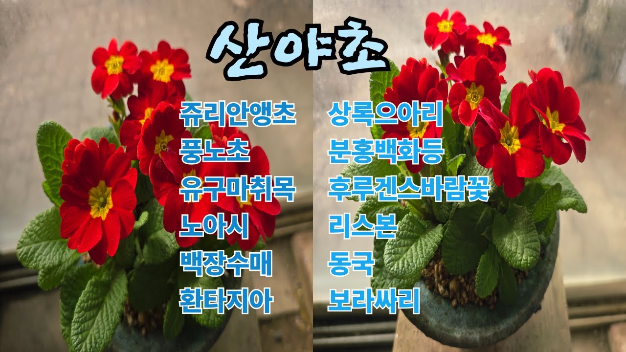 26.1.29.쥬리안앵초,수입앵초,보라싸리,풍노초,사쿠라캔디,상록으아리,겨울야생화