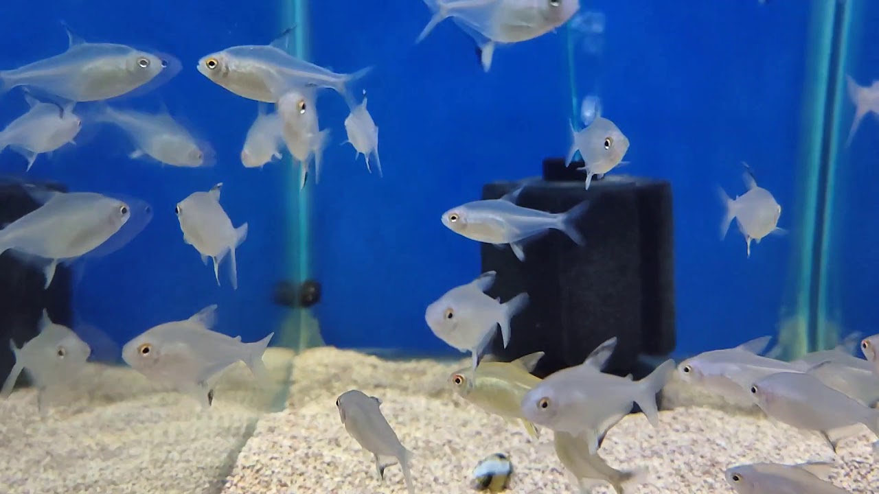 Lemon Tetra