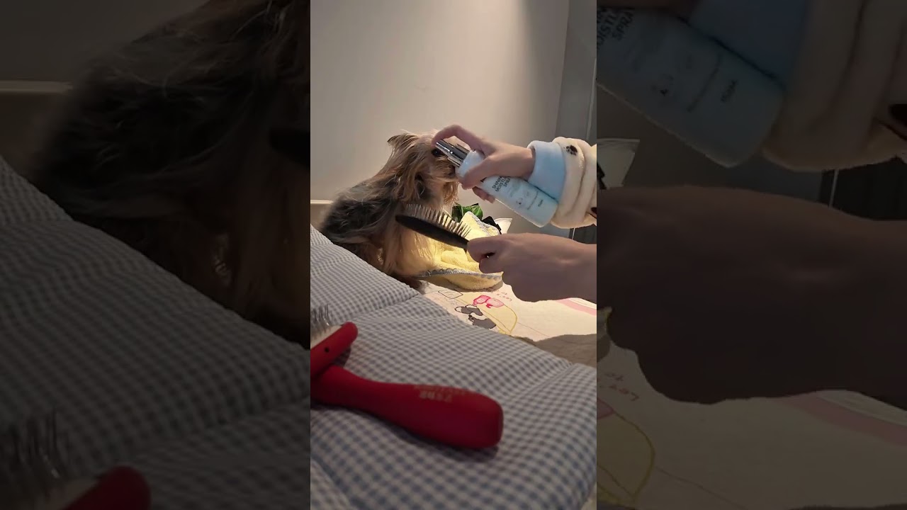 My Dog's Scary Morning: A Heart-Stopping Vlog