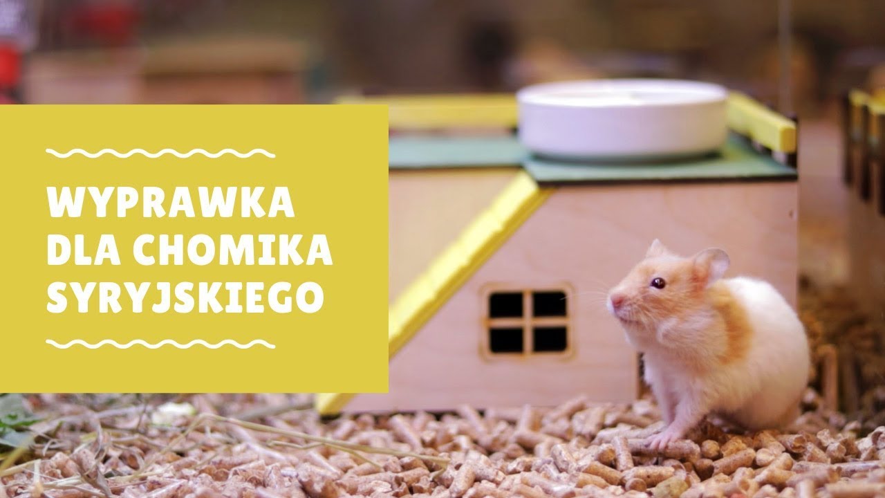 Wyprawka dla chomika syryjskiego