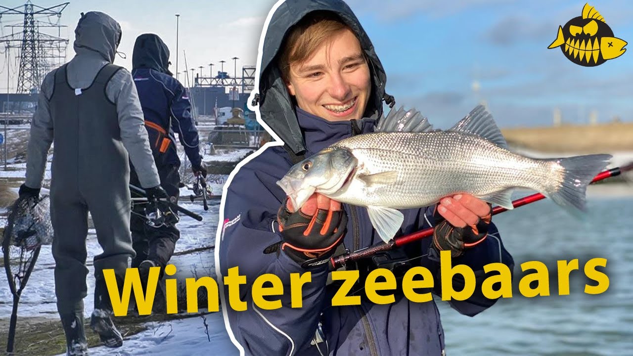 Zeebaars in de winter &ndash; Succesvolle techniek voor koude stekels (bombetta)