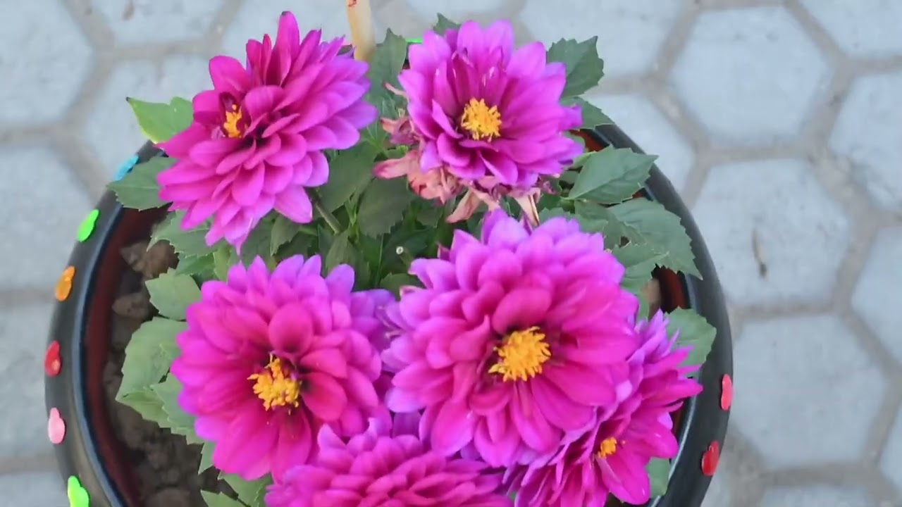 Annual Flower Show | L.R. DAV Public School, Cuttack | Celebrating Nature & Creativity