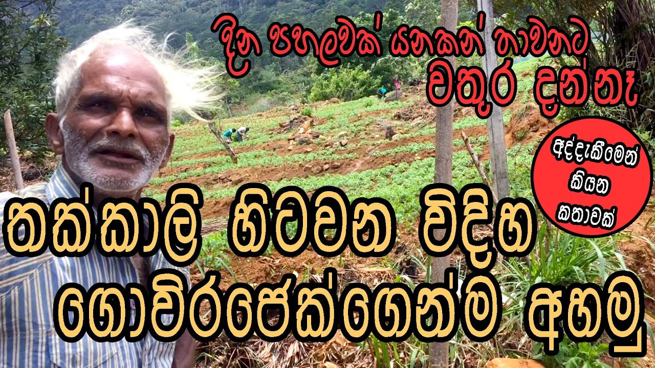 thakkali hitawana videha අද්දැකීමෙන් කියන කතාවක්