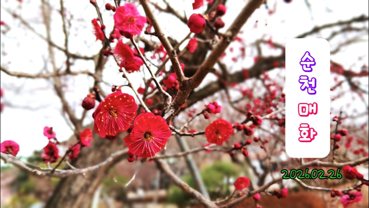순천복음매화