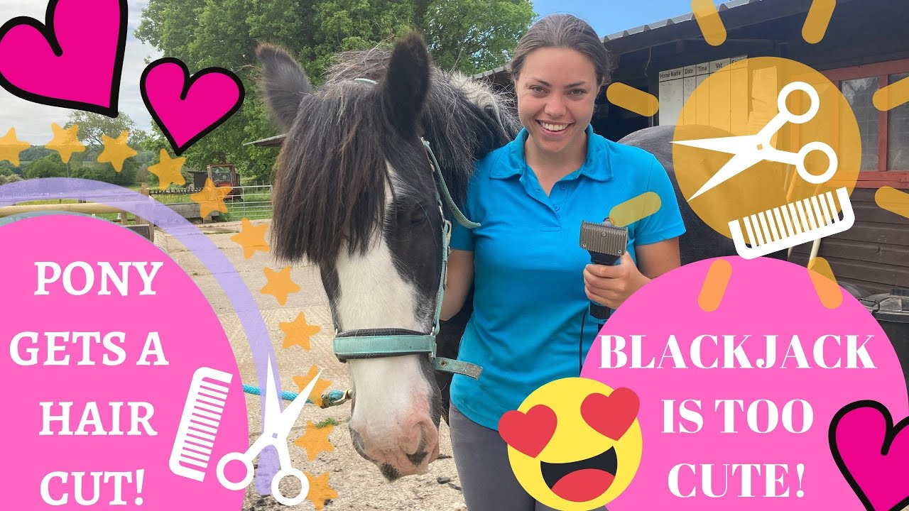 Pony gets a hair cut! How I clip feathers and a beard trim! He's too cute!