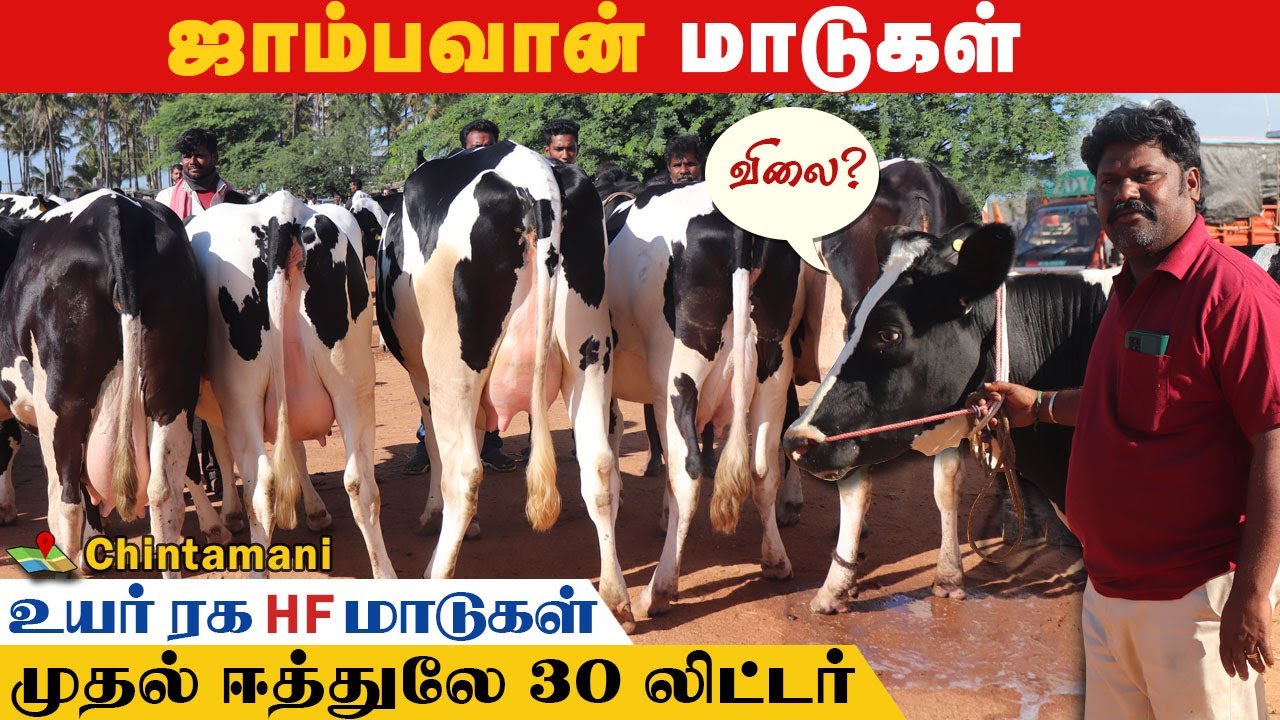30 லி வரை கறவைத்திறன் கொண்ட 