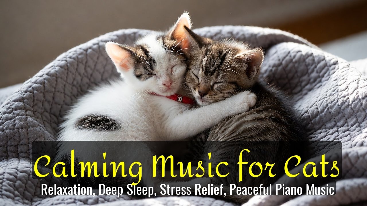 Calming Music for Cats - Relaxation, Deep Sleep, Stress Relief, Peaceful Piano Music | Season 43