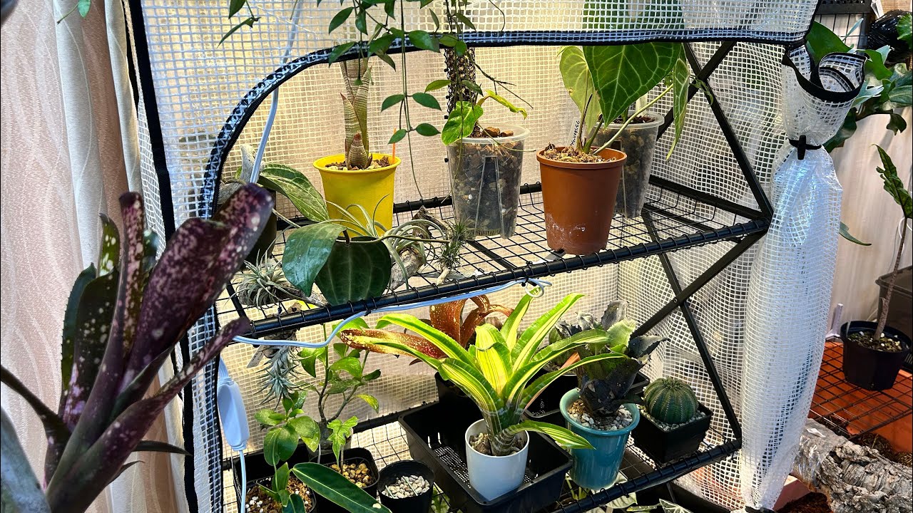 室内温室で冬を乗り越えます【植物】